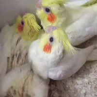 جوجه عروس هلندی|پرنده|اندیمشک, |دیوار