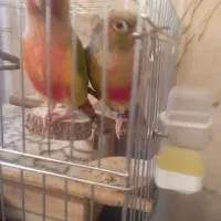 طوطی گرینچیک جفت|پرنده|پاکدشت, پاکدشت (مامازند)|دیوار