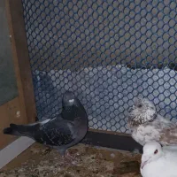 کبوتر|پرنده|چابهار, |دیوار