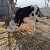 گوساله مونت بلیارد