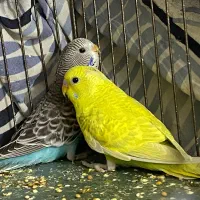 مرغ عشق|پرنده|سمنان, |دیوار