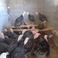 بوقلمون نر ۵ماهه30عدد