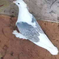 پشت هما،شازده سرور،دوکت|پرنده|قم, چهل درخت‎|دیوار
