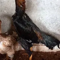 فروش جوجه اوشامو و تخم اوشامو|حیوانات مزرعه|قائم‌شهر, |دیوار