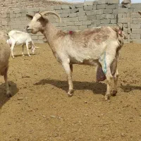 بزسانن دورگ الپاین