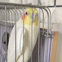 عروس هلندی نر