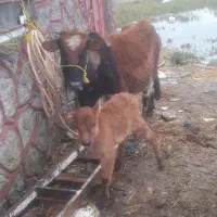 گاوگوساله لیشه چالوسی اصیل     ورزا