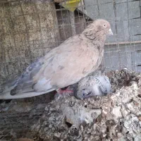 کله ای درجه ۱ سوسنگرد|پرنده|اهواز, سیاحی(سه راه خرمشهر)|دیوار