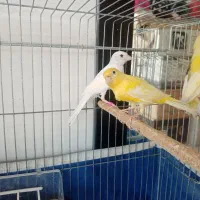 فروش جوجه قناری