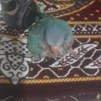 طوطی راهب سرلاکی دمه دونخور|پرنده|بابلسر, |دیوار