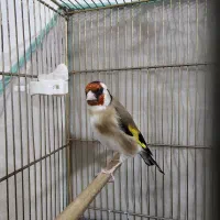 سهره مست پارسال با قناری جفت شده