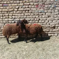بره ماده