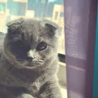 گربه اسکاتیش