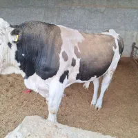 کودحیوانی|خدمات باغبانی و درختکاری|کوهدشت, |دیوار