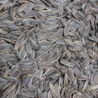 تخمه کانادایی|خوردنی و آشامیدنی|دهگلان, |دیوار