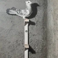 نربدرنگ کلایی