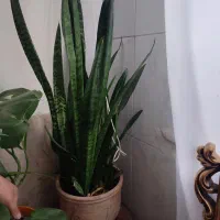گل یخ،شاخ بزی آلئوراسانسوریا نخل مرداب گبرگ انجیری|گل و گیاه طبیعی|مشهد, مصلی (کارمندان اول)|دیوار
