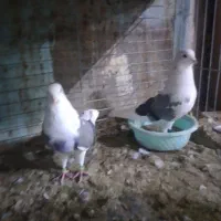 حیوانات پرنده