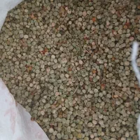 بذر نخود فرنگی سال اول مادری