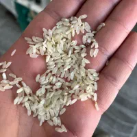 برنج درجه یک محلی