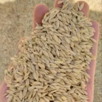 فروش  جو دامی