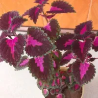 تعداد ۳عدد گل حسن یوسف (گل مخمل)|گل و گیاه طبیعی|تهران, جوادیه تهرانپارس|دیوار