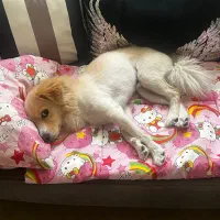 واگذاری سگ پامر اشپیتز|سگ|کرج, چهارصد دستگاه|دیوار