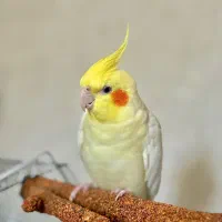 عروس هلندی گمشده