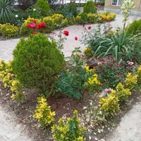 خدمات باغبانی و فضای سبز گل چمن نهال هرس و...|خدمات باغبانی و درختکاری|مشهد, توس (بلوار توس)|دیوار