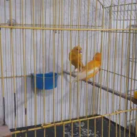 جفت قناری پرتغالی  نروماده تازه جفت|پرنده|بندر ماهشهر, |دیوار