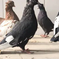 کبوتر|پرنده|مرودشت, شهرک مهدیه|دیوار