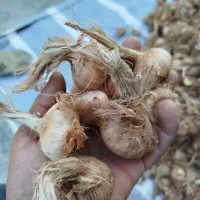 پیاز زعفران پیاز زعفران