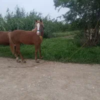 کره اسب مادیان ده ماهه