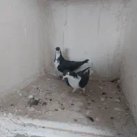 ساده|پرنده|تربتحیدریه, بالا ولایت|دیوار