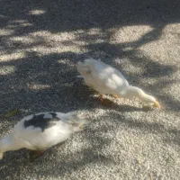 غاز محلی ارگانیک|حیوانات مزرعه|الیگودرز, |دیوار