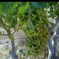 پیوند و پیوندک