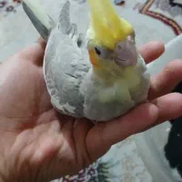 عروس هلندی|پرنده|ری, دولت‌آباد|دیوار