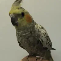 عروس هلندی ماده