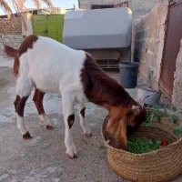 بز و کهره|حیوانات مزرعه|خورموج, |دیوار