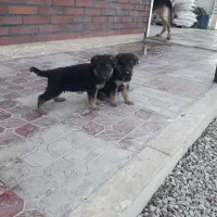 ژرمن|سگ|تبریز, |دیوار