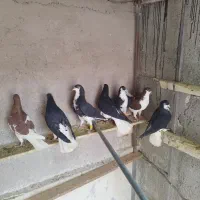 کبوتر خوش رنگ|پرنده|قزوین, |دیوار