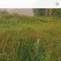 ملک و زمین زراعی