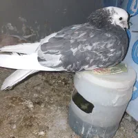 نرو ماده با جوجه نر شاده هما با ماده سرور