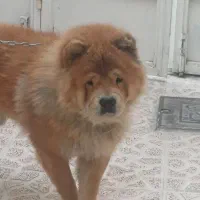 سگ چاو چاو
