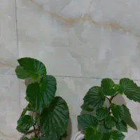 گل بگونیا