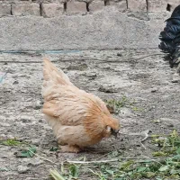 مرغ خروس خونگی|حیوانات مزرعه|قم, شهرک امام حسن|دیوار