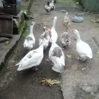 فروش غاز محلی