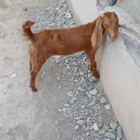 کهره‌ماده