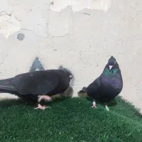 زاغ|پرنده|مسجد سلیمان, |دیوار