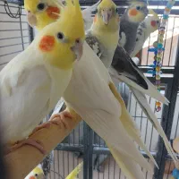 عروس هلندی نر و ماده